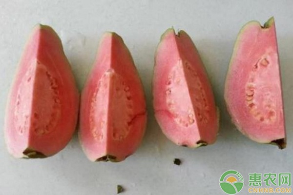 西瓜芭樂怎么栽培？西瓜芭樂高效栽培技術(shù)