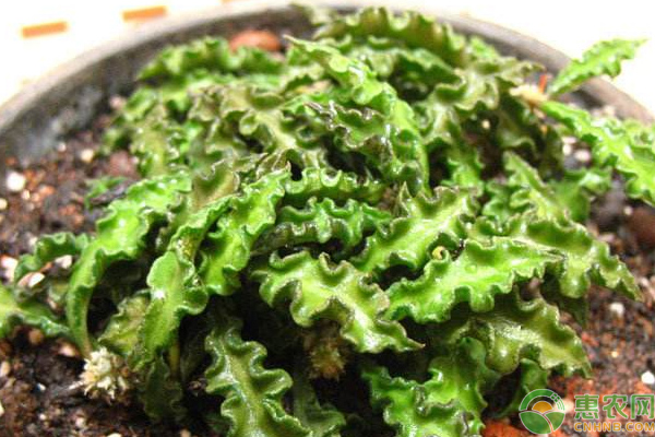淺談多肉皺葉麒麟人工授粉方法