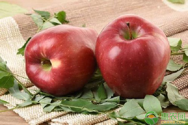 甘肅地區(qū)花牛蘋(píng)果的矮化密植栽培技術(shù)
