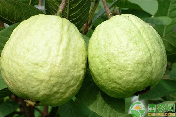 西瓜芭樂怎么栽培？西瓜芭樂高效栽培技術(shù)