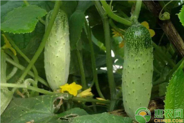 黃瓜種植如何高產(chǎn)？黃瓜種植“五秘訣”分享給您！