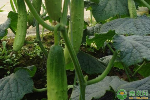 秋黃瓜種植管理技術(shù)