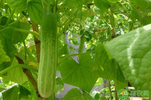 秋黃瓜種植技巧
