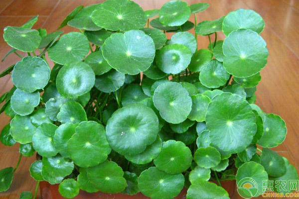 夏天植物养护方法