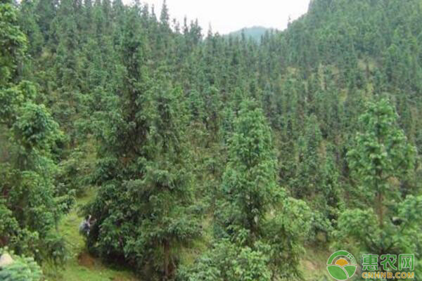 我國杉木低產(chǎn)林成因及改造預(yù)防措施