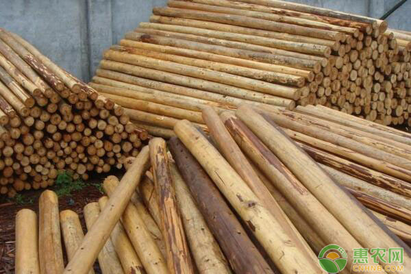 我國杉木低產(chǎn)林成因及改造預(yù)防措施