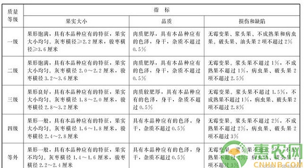 新疆喀什紅棗園標(biāo)準(zhǔn)建園技術(shù)要點(diǎn)