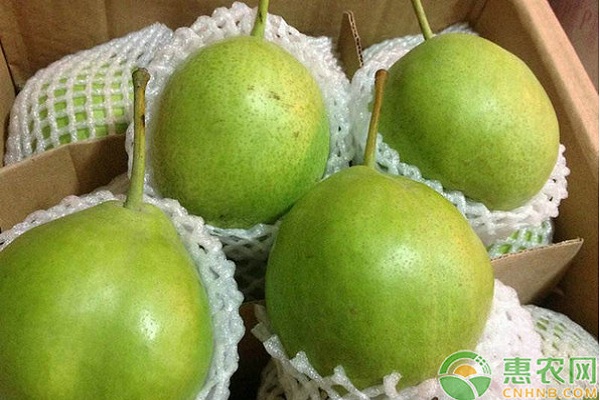 靜寧縣旱作早酥梨省力化標準化栽培技術