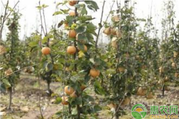 山東省齊河縣富硒梨優(yōu)質(zhì)豐產(chǎn)栽培技術(shù)