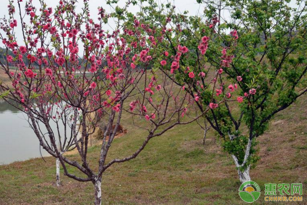 山东沂水桃树秋季水肥、病虫害管理技术