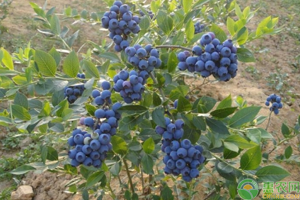 藍莓苗木怎么嫁接？