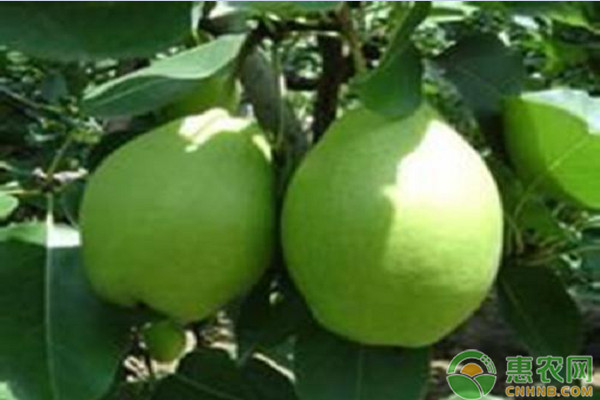 錦州地區(qū)早金酥梨引種表現(xiàn)及其栽培技術(shù)