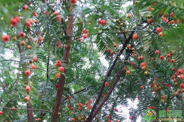 紅豆杉怎么栽培？紅豆杉的市場價值及其栽培技術(shù)