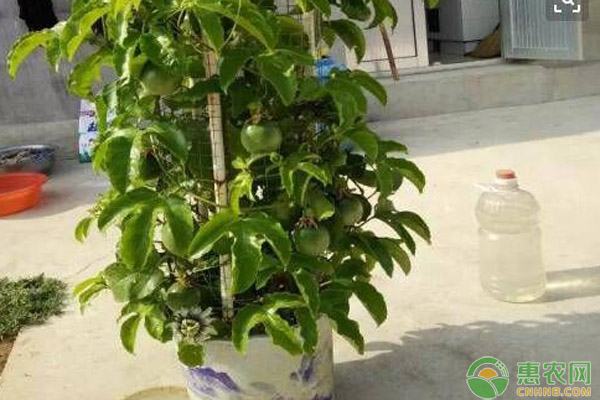 百香果盆栽