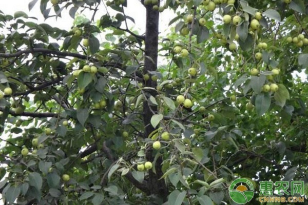 南方地區(qū)早熟梨品種介紹及其栽培技術