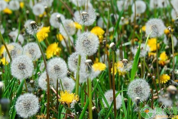 蒲公英的资料和介绍(蒲公英的资料和介绍视频)