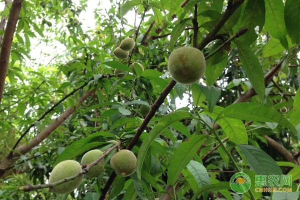 桃樹夏季如何管理？桃樹夏季管理技術(shù)要點(diǎn)