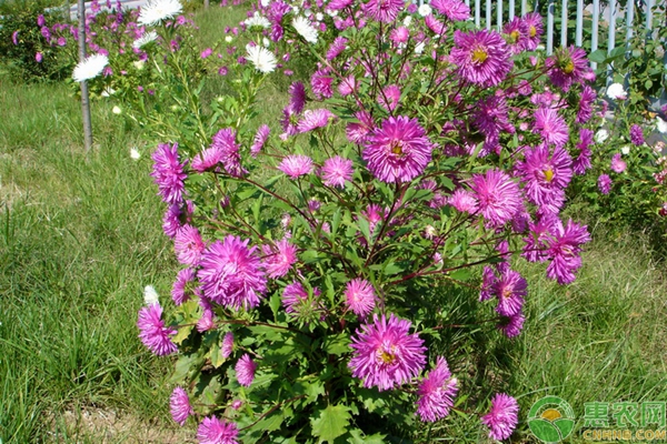翠菊