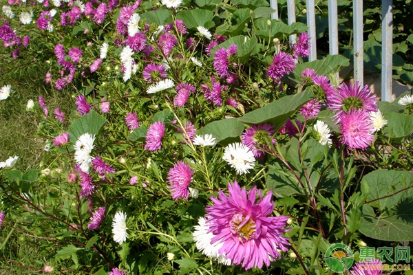翠菊