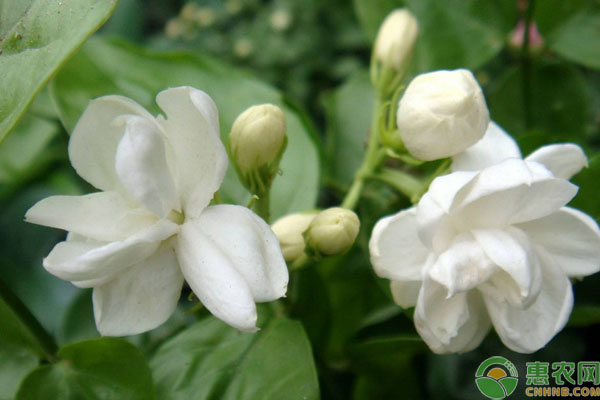 茉莉夏季養(yǎng)護(hù)