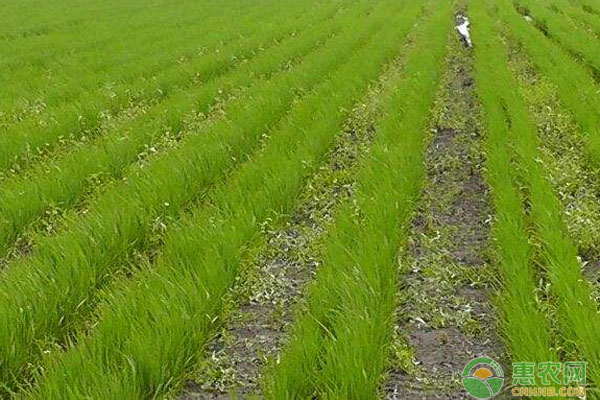 水稻直播田雜草多怎麼辦水稻直播田除草的方法