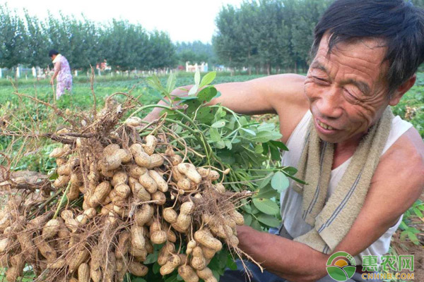 花生玉米控旺注意事項(xiàng)