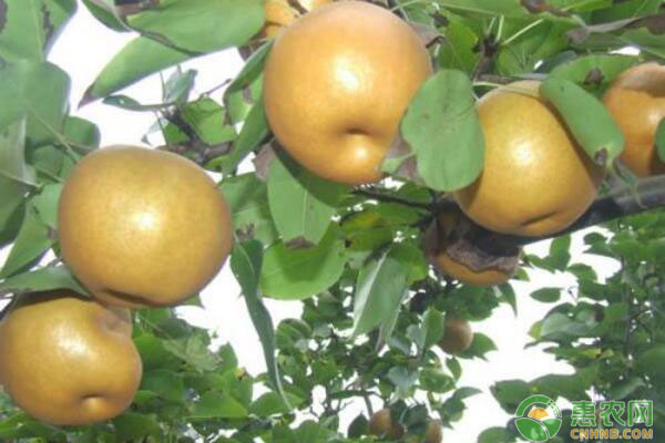簡介山東齊河提高愛宕梨商品果率實用技術(shù)