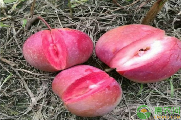金矮生蘋果旱作綠色高效栽培關(guān)鍵技術(shù)