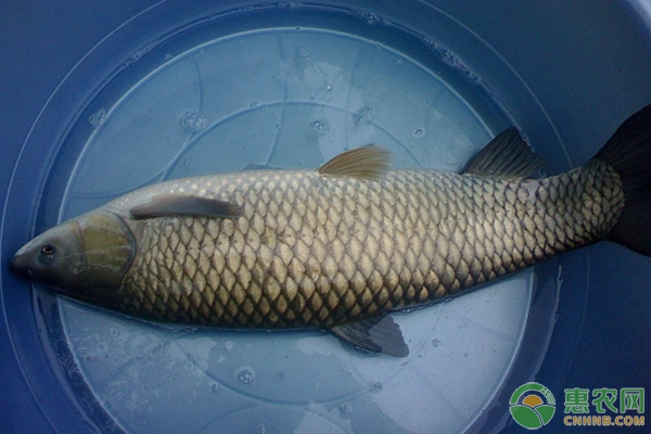 草魚腸炎病