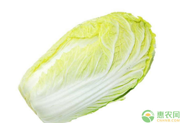 夏季露地蔬菜葉菜類田間管理技術(shù)