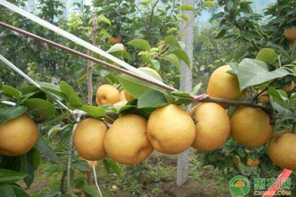 簡介山東齊河提高愛宕梨商品果率實用技術(shù)
