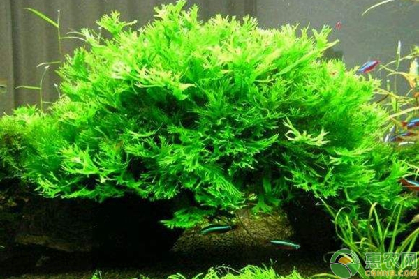 水草养殖不成功原因
