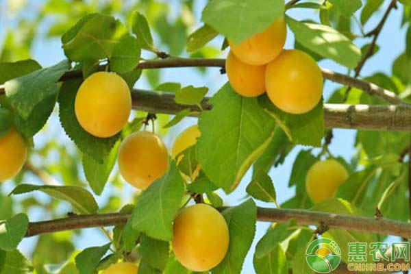 大棚杏樹高效栽培管理技術