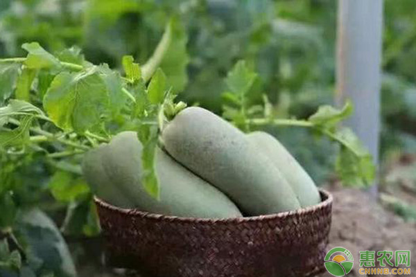 沙窩蘿卜種植時間