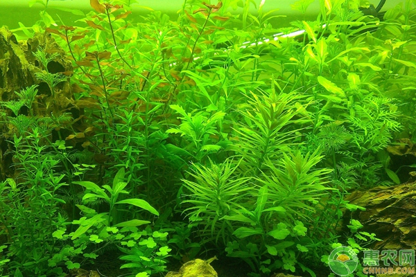 水草养殖不成功原因