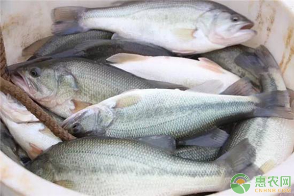 如何防治加州鱸飼養(yǎng)肝膽綜合征？