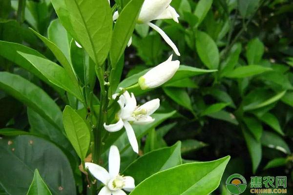 秋稍管理技術(shù)