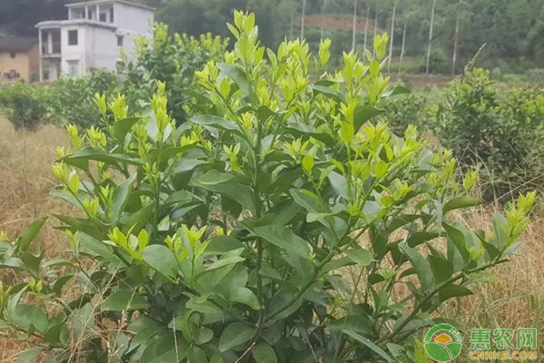 柑橘放稍要點(diǎn)