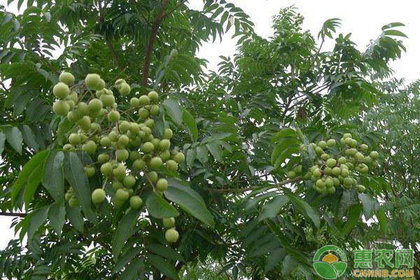 水果種植如何提高質(zhì)量和產(chǎn)量？水果生產(chǎn)提質(zhì)增效的要求及措施