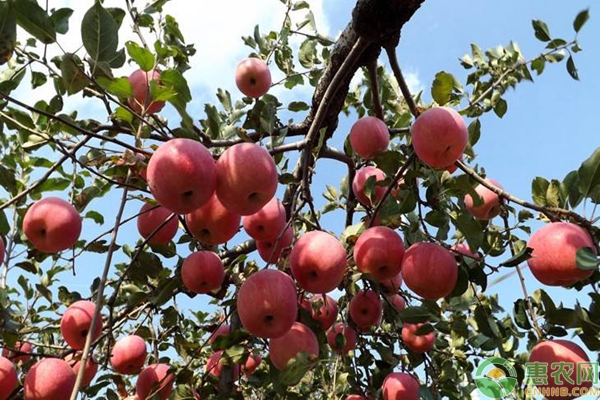 蘋(píng)果樹(shù)夏季怎么修剪？蘋(píng)果樹(shù)夏季修剪管理技術(shù)