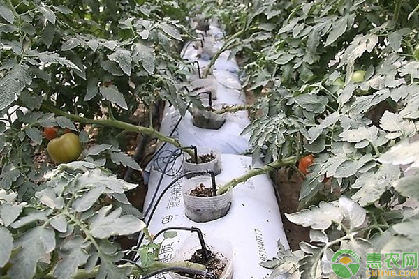 蔬菜如何基質(zhì)栽培？
