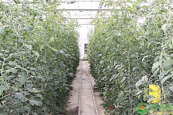 蔬菜基質(zhì)栽培管理技巧