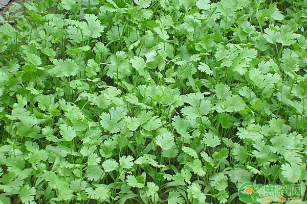 夏季香菜種植