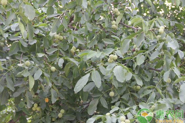 云南薄殼山核桃優(yōu)良品種特性及配套栽培技術(shù)
