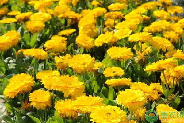 花卉苗期主要病害診斷方法