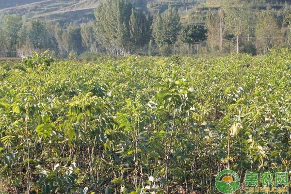 云南薄殼山核桃優(yōu)良品種特性及配套栽培技術(shù)
