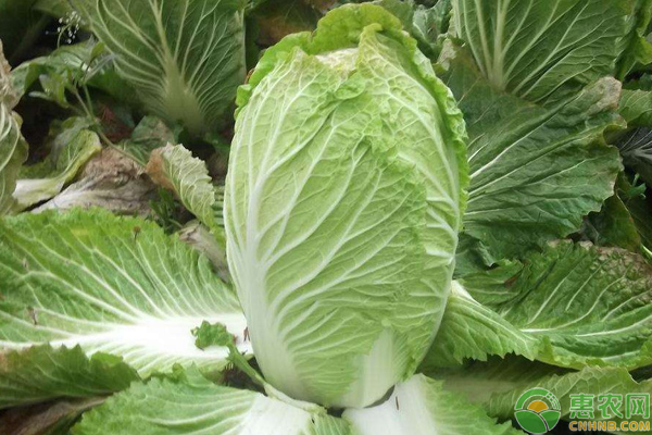 大白菜怎么種能高產(chǎn)?