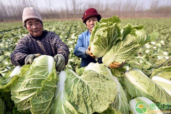 大白菜高產(chǎn)高效益栽培管理技巧