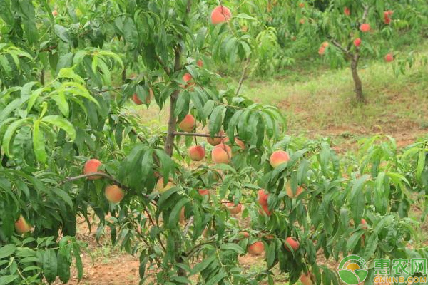 桃樹種植要點(diǎn)有哪些？桃樹無公害栽培管理技術(shù)