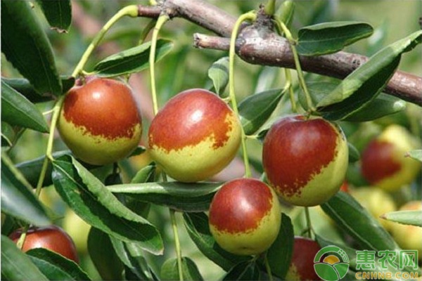 南方地區(qū)棗樹豐產(chǎn)栽培管理技術(shù)要點